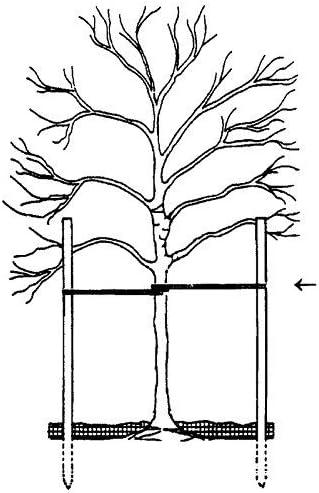 ArborTie Tree Staking Strap, USA Made, 100' Roll