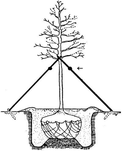ArborTie Tree Staking Strap, USA Made, 100' Roll