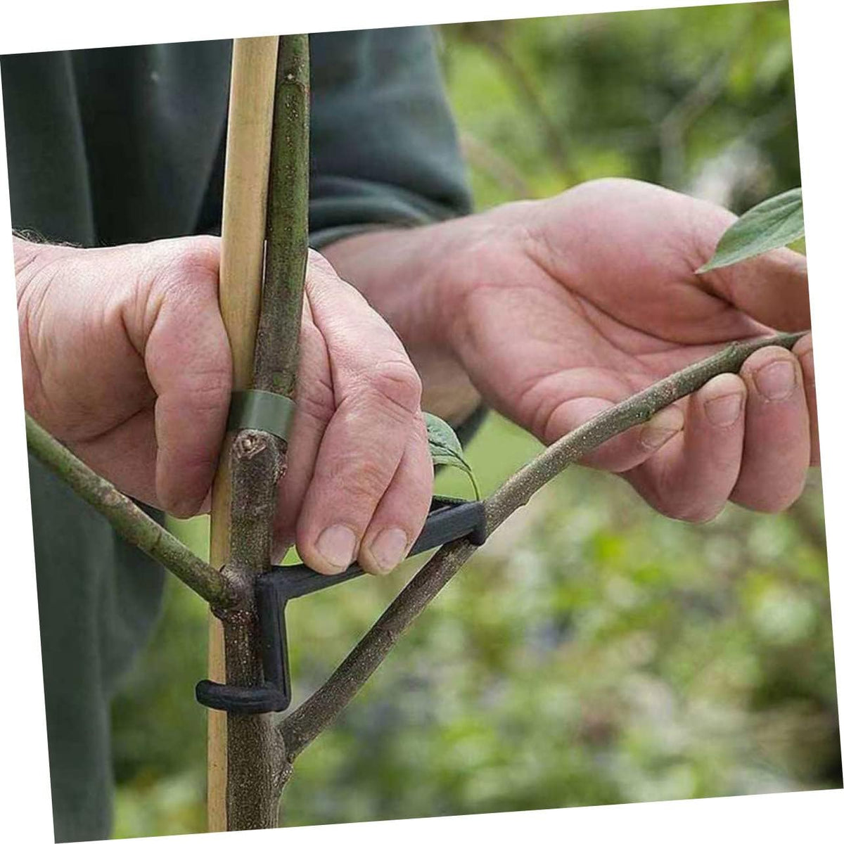 LIOOBO 25Pcs Plant Branches Bending Clamps for Pear Small Branches