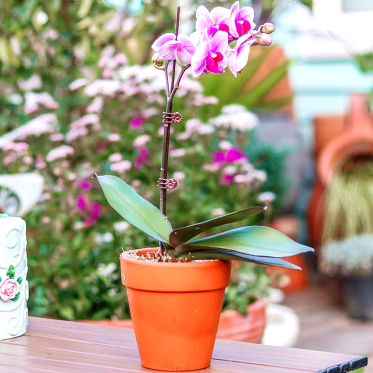 GXXMEI 200PCS Plant Clips, Orchid Clips Plant Orchid Support Clips Flower and Vine Clips for Supporting Stems Vines Grow Upright Dark Brown