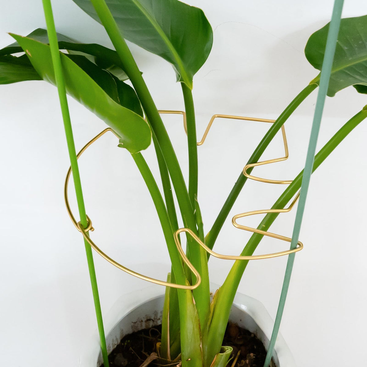Yohsnor 5PCS Monstera Plant Support Hook - 4.1 * 4.4IN Stem Holder