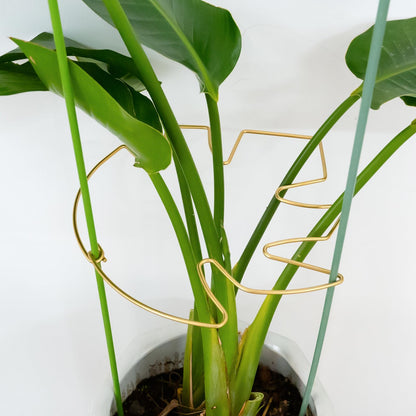 Yohsnor 5PCS Monstera Plant Support Hook - 4.1 * 4.4IN Stem Holder