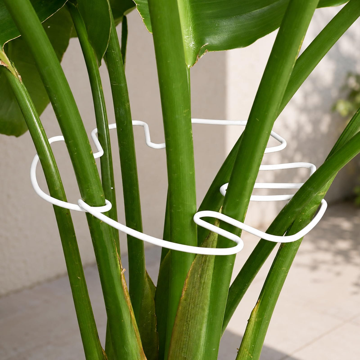 Yohsnor 5PCS Monstera Plant Support Hook - 4.1 * 4.4IN Stem Holder