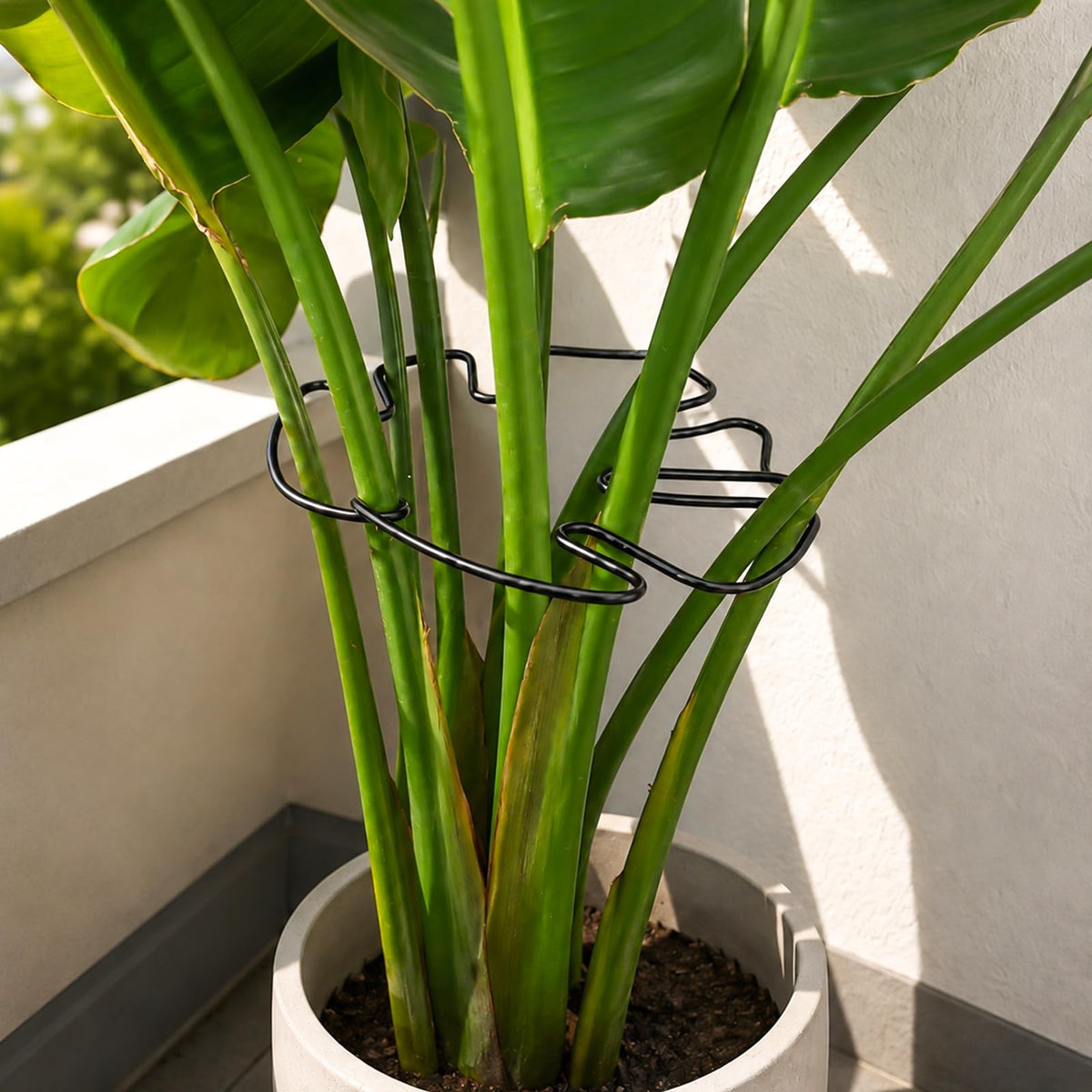 Yohsnor 5PCS Monstera Plant Support Hook - 4.1 * 4.4IN Stem Holder