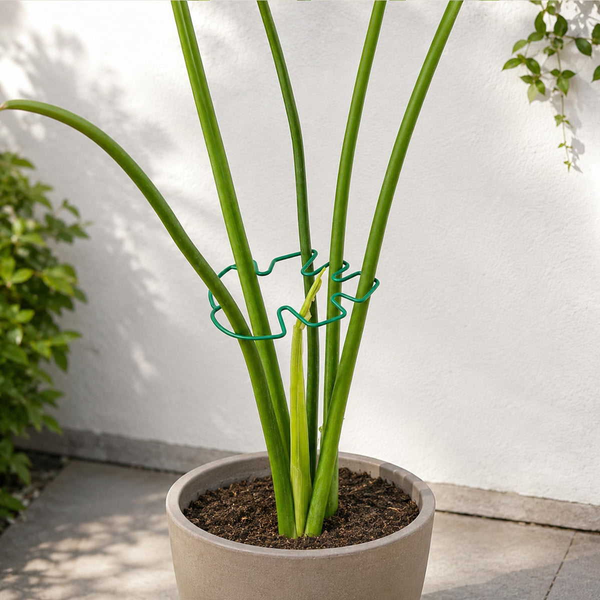 Yohsnor 5PCS Monstera Plant Support Hook - 4.1 * 4.4IN Stem Holder