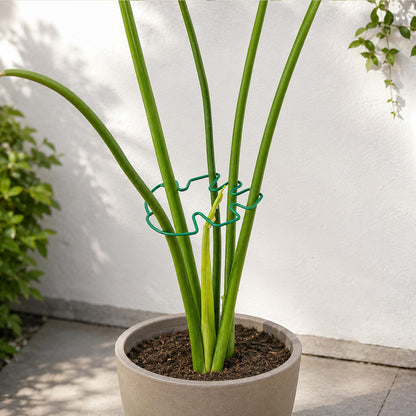 Yohsnor 5PCS Monstera Plant Support Hook - 4.1 * 4.4IN Stem Holder