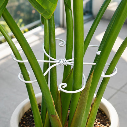 Yohsnor 5PCS Monstera Plant Support Hook - 4.1 * 4.4IN Stem Holder