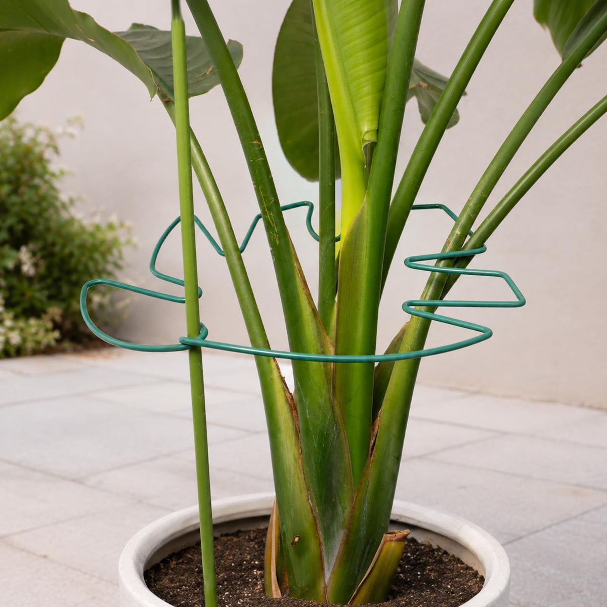 Yohsnor 5PCS Monstera Plant Support Hook - 4.1 * 4.4IN Stem Holder