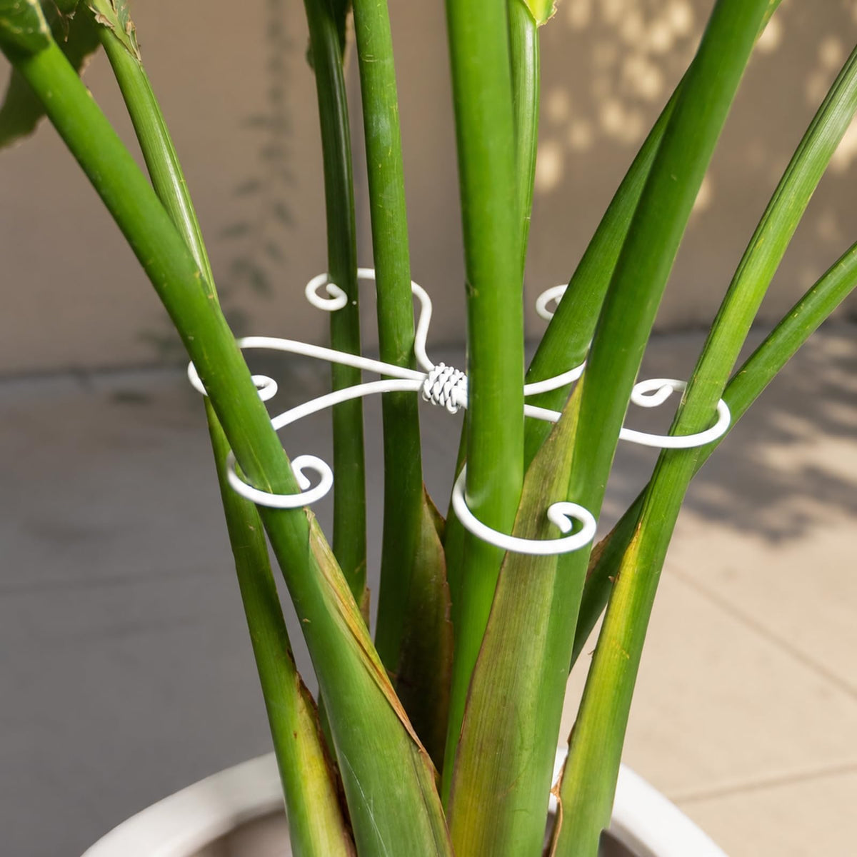 Yohsnor 5PCS Monstera Plant Support Hook - 4.1 * 4.4IN Stem Holder