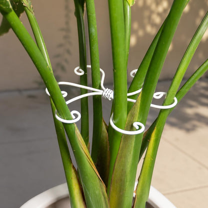 Yohsnor 5PCS Monstera Plant Support Hook - 4.1 * 4.4IN Stem Holder