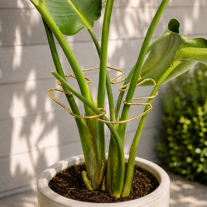 Yohsnor 5PCS Monstera Plant Support Hook - 4.1 * 4.4IN Stem Holder
