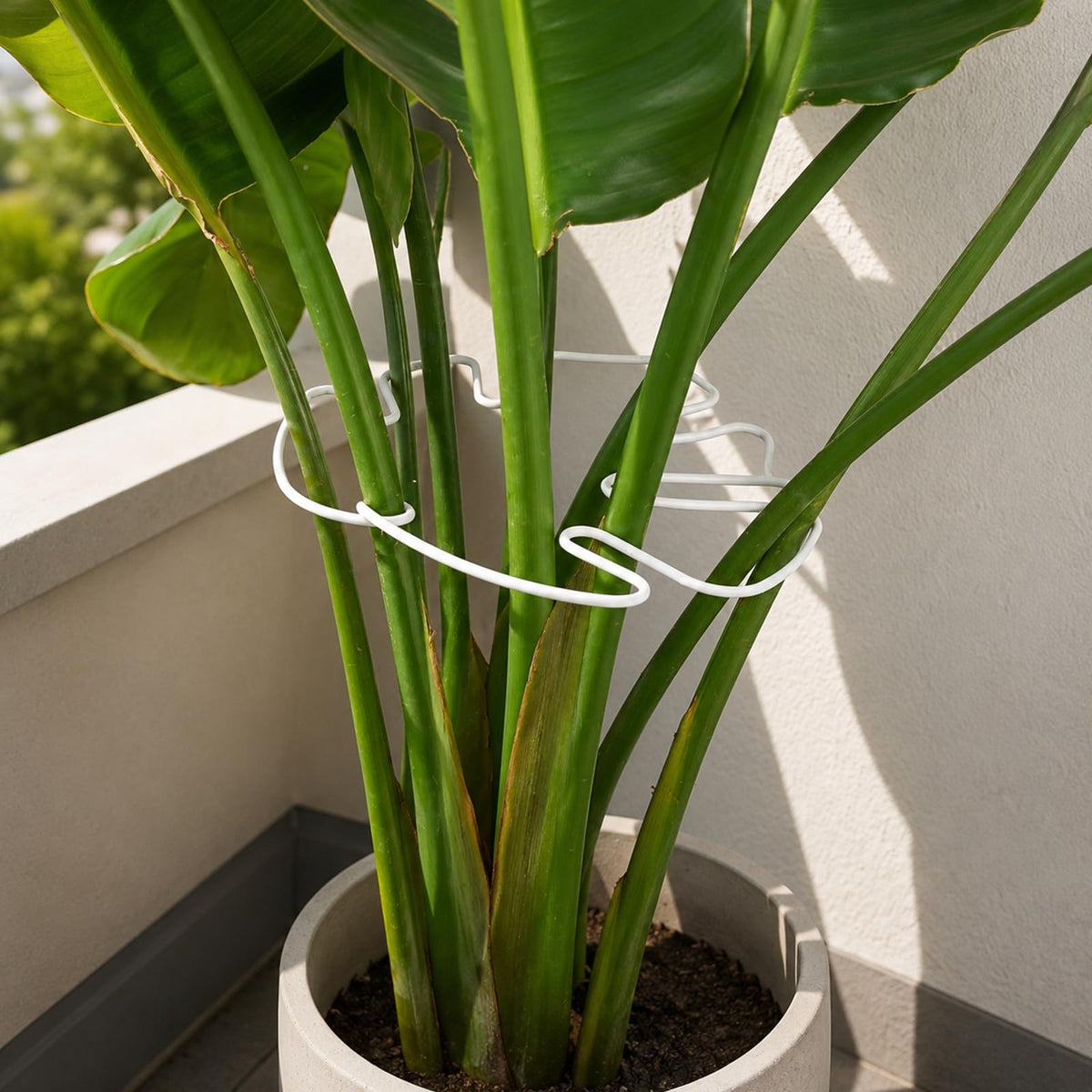 Yohsnor 5PCS Monstera Plant Support Hook - 4.1 * 4.4IN Stem Holder