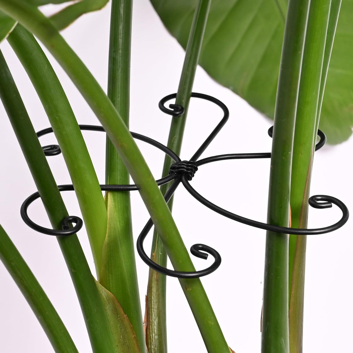 Yohsnor 5PCS Monstera Plant Support Hook - 4.1 * 4.4IN Stem Holder