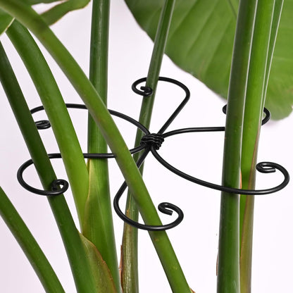 Yohsnor 5PCS Monstera Plant Support Hook - 4.1 * 4.4IN Stem Holder