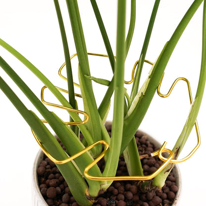 5 Pcs Plant Stem Support, Iron Monstera Plant Support, Durable Hook Stem Supports for Healthy Growth, Bamboo Clamp Set for Leaf Stabilization and Support, Ideal Present for Plant Lovers (5.5IN*5.5IN)