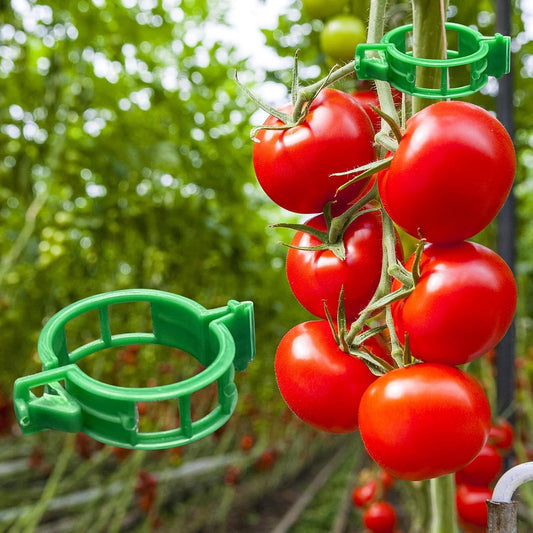 Dalzom® 300Pcs Tomato Clips, Plastic Trellis Clips Plant Support Clips, Plant Clips for Support, Grape Vine, Tomato Vine, Vegetables Plants, Garden Clips to Grow Upright Makes Plants Healthier (Green)