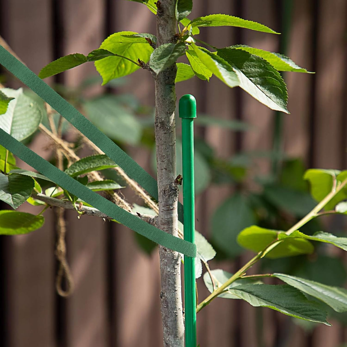 KINGLAKE Tree Straps for Staking,72 Feet x 1 inch Tree Support Straps,Plant Tree Ties for Support Tree Rope for Newly Planted Trees,Leaning Trees Wind Hurricane Protection Green