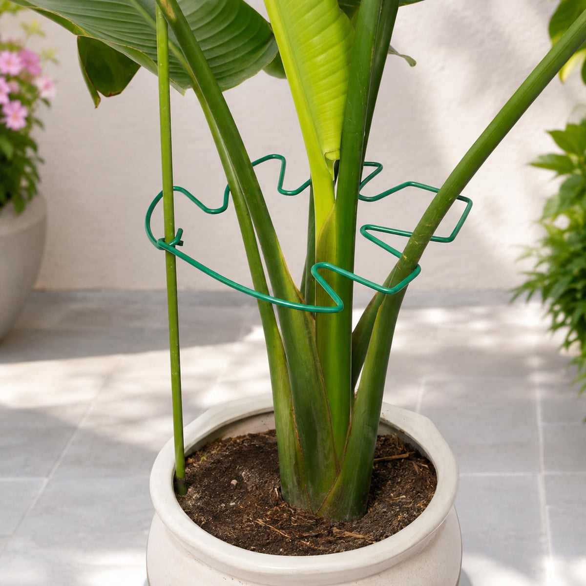 Yohsnor 5PCS Monstera Plant Support Hook - 4.1 * 4.4IN Stem Holder