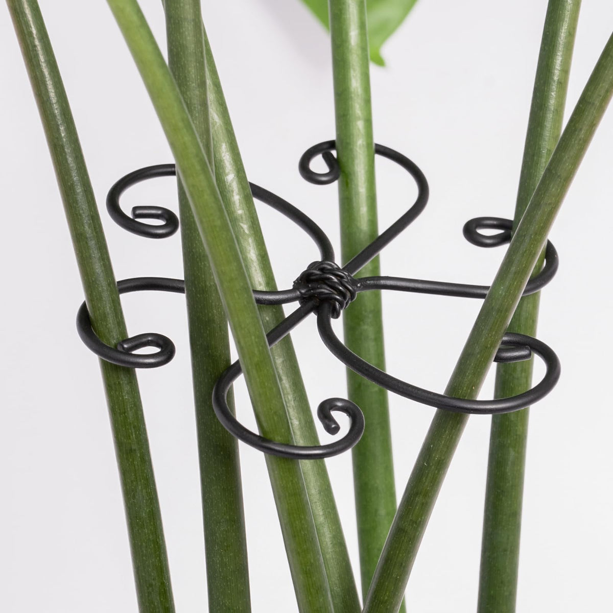 Yohsnor 5PCS Monstera Plant Support Hook - 4.1 * 4.4IN Stem Holder